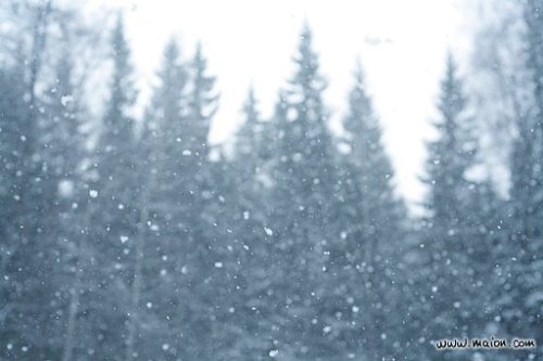 snowy-woods.jpg